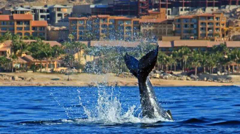 Aleta de cola de ballena gris en la costa de Cabo