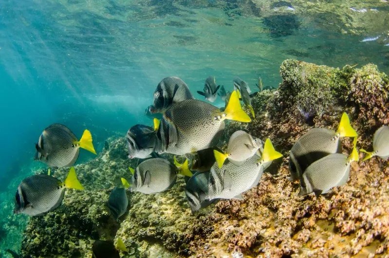 Banco de peces moteados con colas amarillas frente a un coral