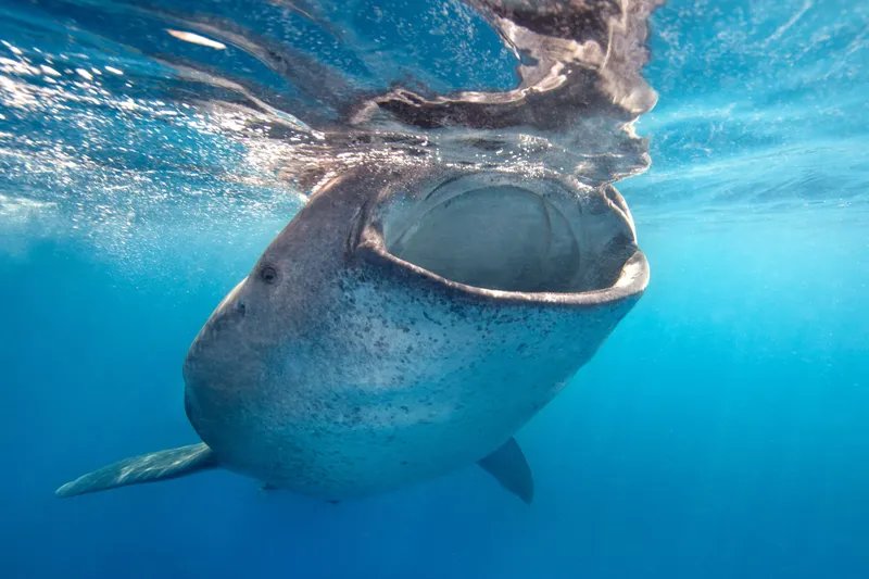 Vista frontal submarina de un tiburón ballena cerca de la superficie