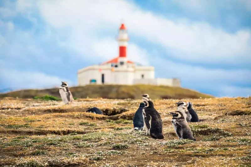 Los pingüinos de Magallanes con el faro de la Isla Magdalena al fondo