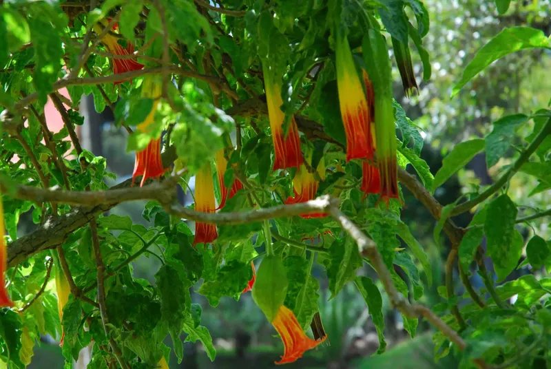 Brugmansia tricolor colgada