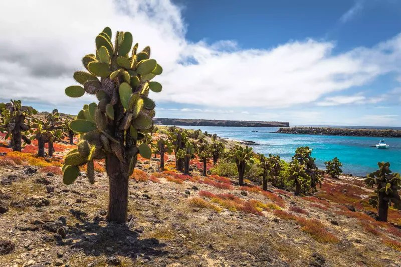Cactus endémicos de la isla Plaza Sur, Islas Galápagos, Ecuador
