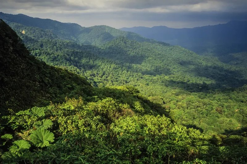 Vista general de la selva tropical en la Reserva Biológica del Bosque Nuboso de Monteverde, en Costa Rica.