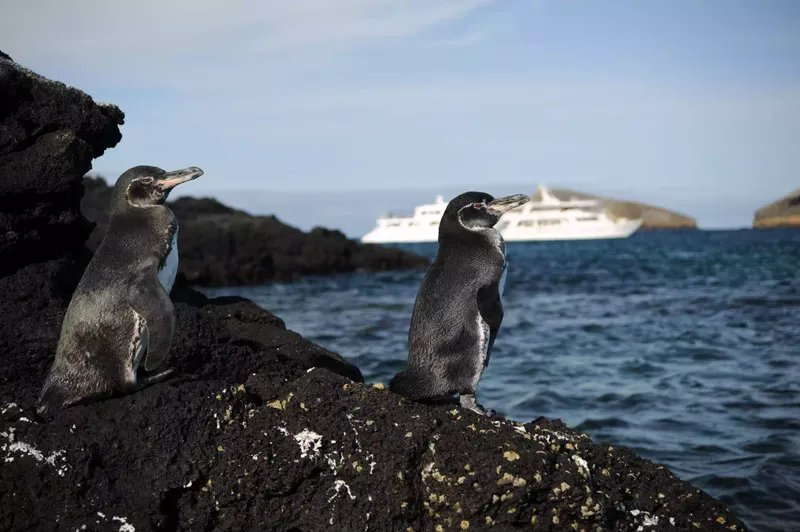 Dos pingüinos sobre una roca con un gran yate de fondo. Islas Galápagos.