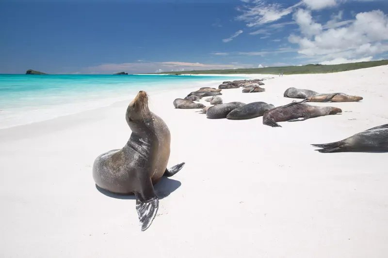 Los leones marinos toman el sol en las Islas Galápagos