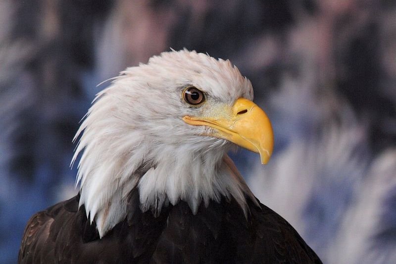 American Bald Eagle Foundation