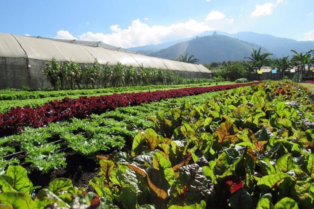 Descubre los jardines más hermosos de Guatemala