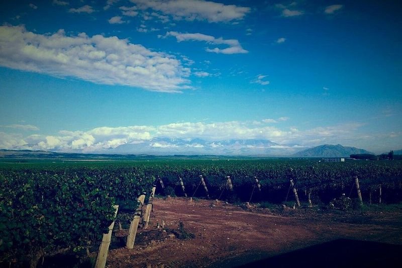 Pulenta Estate Winery