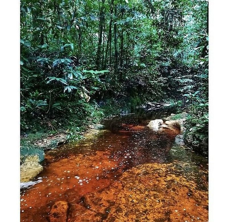 Arboretum de Raponda Walker