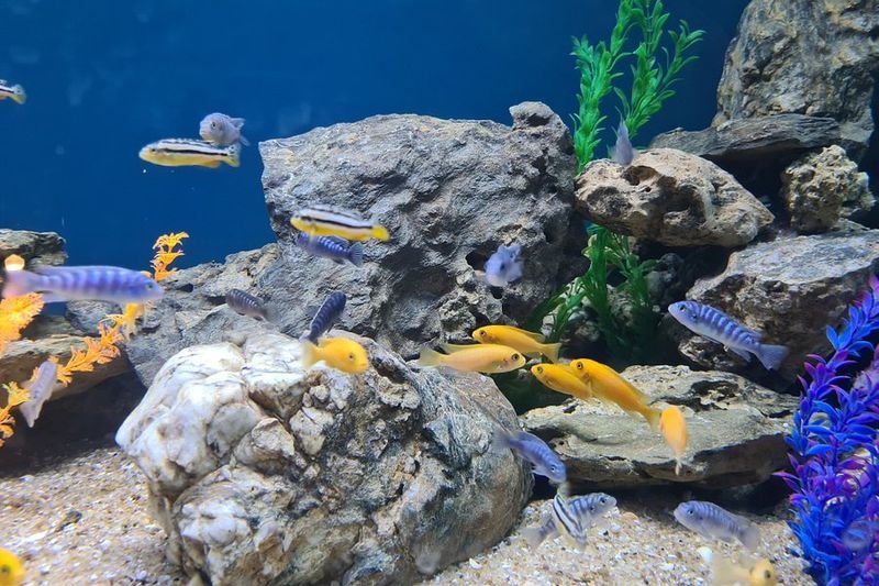 Aquarium Island Café