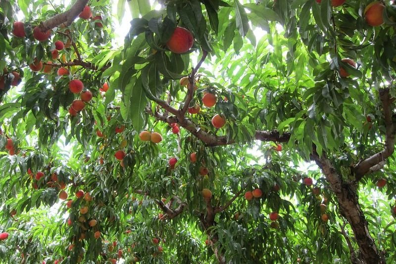 Chiles Peach Orchard