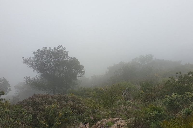 Pico del Águila