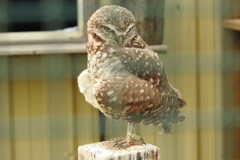 Saskatchewan Burrowing Owl Interpretive Centre