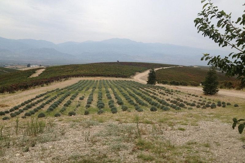 Kavaklidere Anatolian Wines