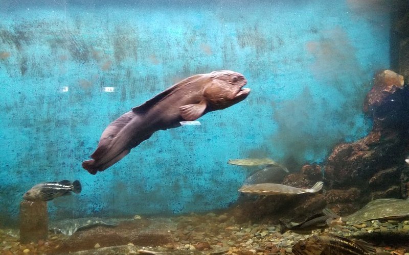 Wakkanai City Noshappu Aquarium