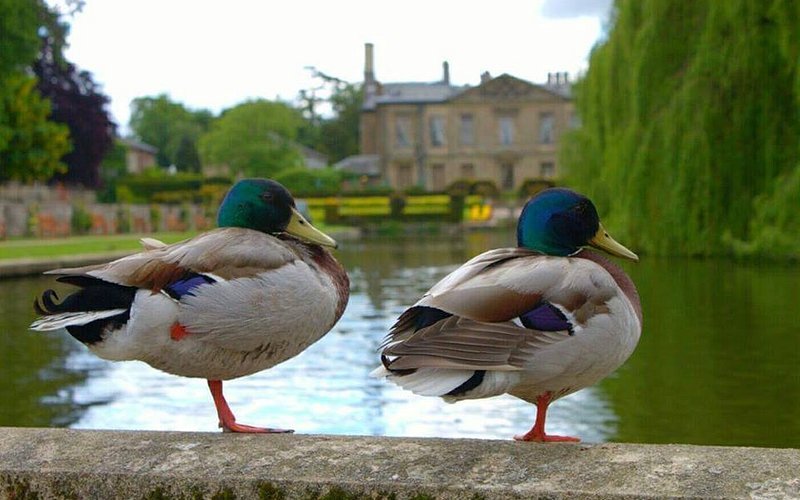 Coombe Abbey Park