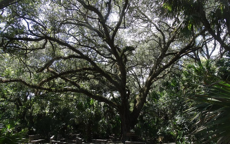 Explorando la belleza de los bosques en Florida