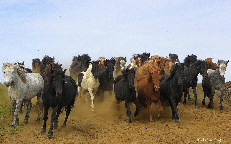 Icelandic HorseWorld