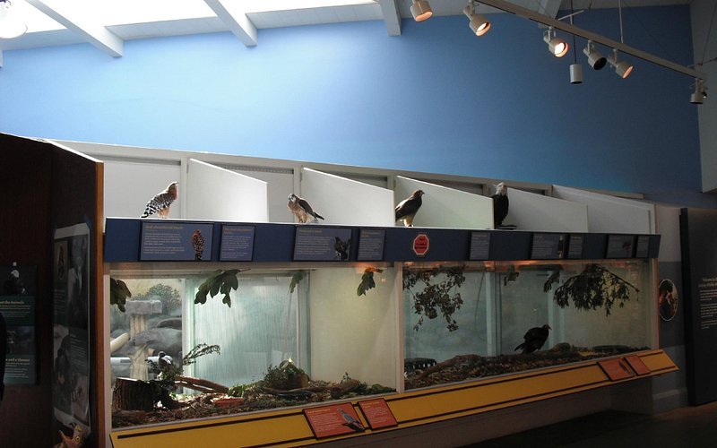 Lindsay Wildlife Museum