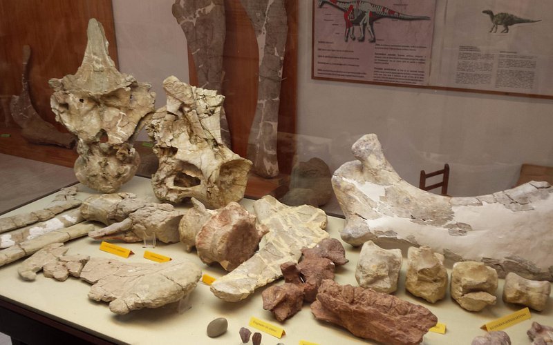 Museo Paleontologico de Galve