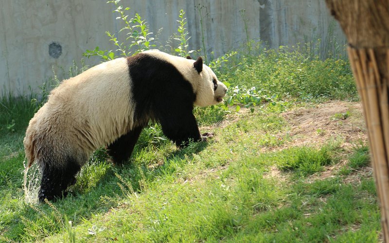 Shijiazhuang Zoo